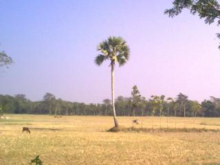 তালগাছ এক পায় দাঁড়িয়ে সব গাছ ছাড়িয়ে .....